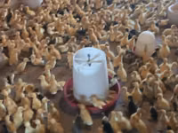 Ducks — الصورة 3