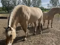 Бээ, Фьорд ат же норвегия пони — сүрөт 2