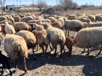 母羊, Sheep — 照片 5