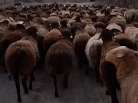 كبش, Hissar sheep — الصورة 4