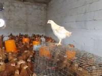 Chickens — foto 2