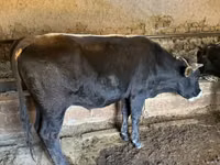 公牛, Swiss cattle — 照片 2