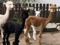 جمل, الجمال — الصورة 2