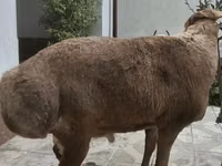 كبش, Arashan sheep — الصورة 5