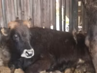 Bulle, Aberdeen-Angus — Foto 4