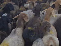 Widder, Hissar sheep — Foto 5