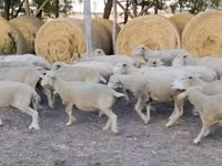 Carnero, Ile-de-France sheep — foto 1