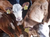 Bulle, Pinzgauer cattle — Foto 1