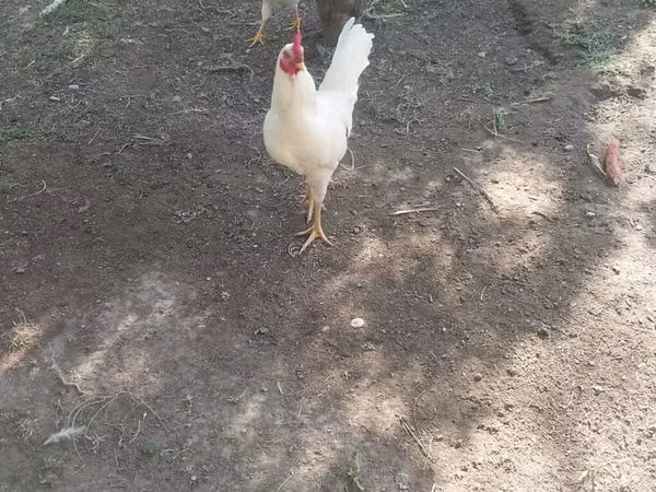 Chickens — Kirgisistan