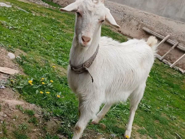 母山羊, Goats — 乌兹别克斯坦