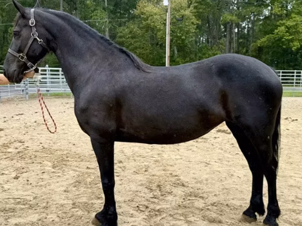 Stute, Friesian