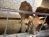 Sigir, Simmental cattle — 6-rasm