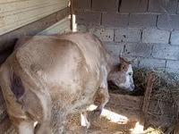 Kuh, Simmental cattle — Foto 1