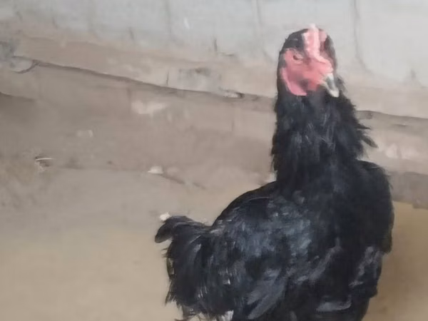 Chickens — أوزبكستان