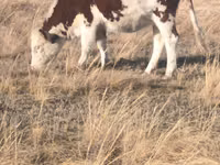 ثور, Swiss cattle — الصورة 2