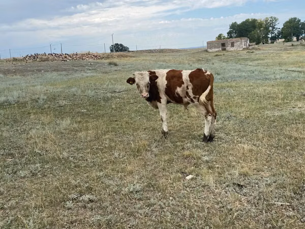 Buqa, Simmental cattle — Qozogʻiston