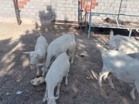 تيس, Saanen goat — الصورة 5
