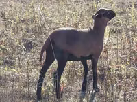 Oveja, Cameroon sheep — foto 1