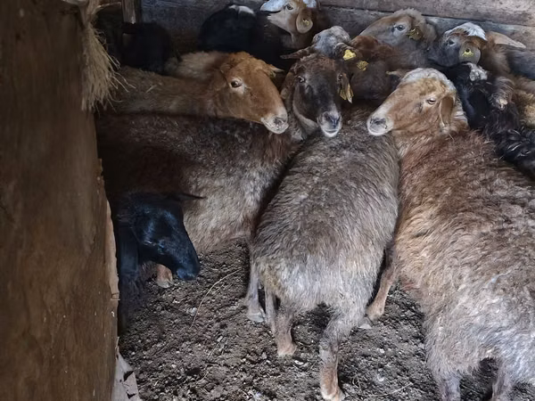 Кочкор, Койлор — Казакстан
