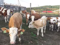Bulle, Simmental cattle — Foto 2