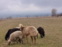 मेढ़ा, Arashan sheep — फ़ोटो 2