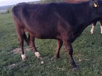 بقرة, Simmental cattle — الصورة 5