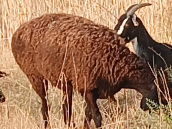 نعجة, Hissar sheep — كازاخستان