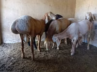 Widder, Arashan sheep — Foto 4