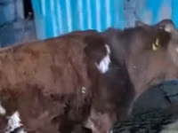 母牛, Latvian Blue cattle — 照片 1