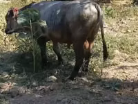 公牛, Cattle — 照片 2