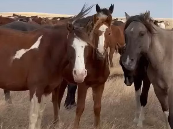 Бие, Horse breed