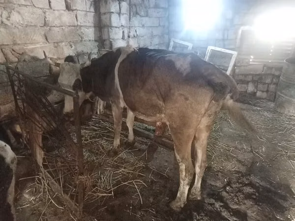 Сиыр, Simmental cattle