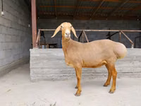 Schaf, Arashan sheep — Foto 1