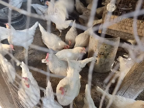 Leghorn