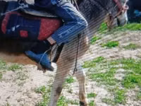 公马, Horses — 照片 2