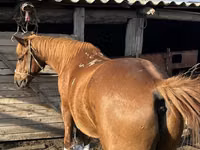 公马, Horses — 照片 2