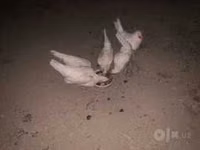 Chickens — Foto 1