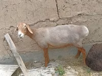 Qoʻy, Edilbay sheep — 1-rasm