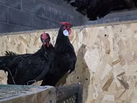 Chickens — Foto 4
