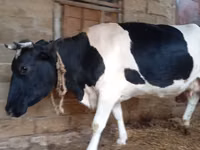 गाय, Russian Black pied cattle — फ़ोटो 2