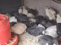 Quails — Foto 2