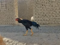 Chickens — الصورة 4