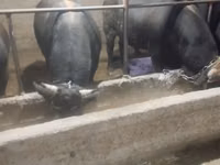 公牛, Swiss cattle — 照片 3
