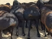 Қошқар, Baerchuke sheep — 3-сурет