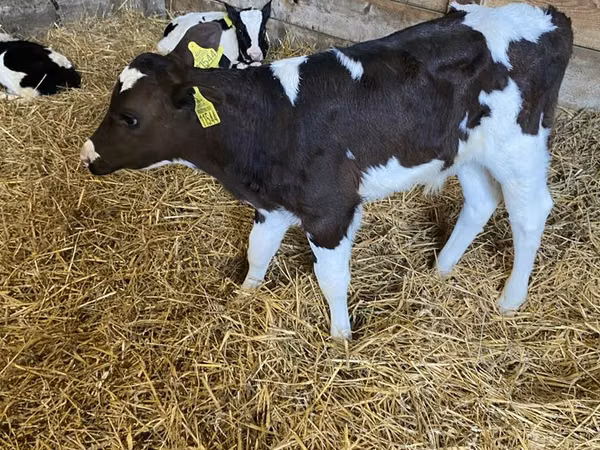 公牛, Russian Black pied cattle