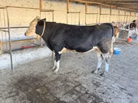 Bulle, Simmental cattle — Foto 3
