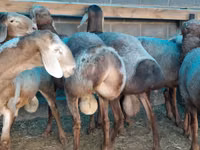 Widder, Hissar sheep — Foto 4