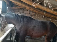 Horse (M), Horses — photo 3