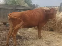 Cow, Cattle — photo 3