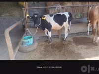 母牛, Russian Black pied cattle — 照片 6